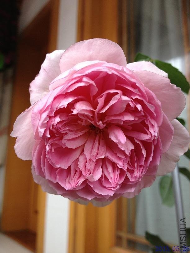 δ֪ 2013.05.26��2��.JPG