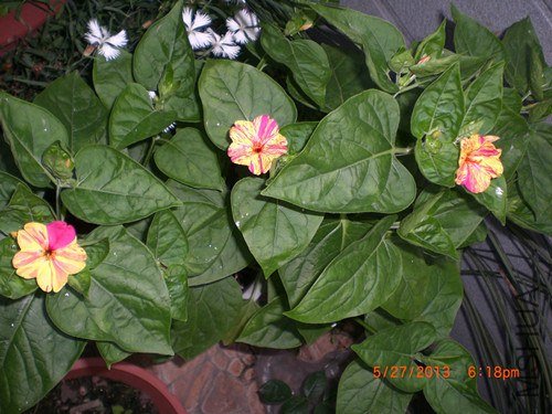 CIMG2908_����.jpg