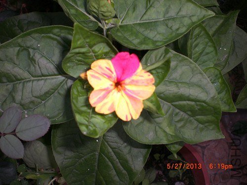 CIMG2909_����.jpg