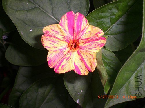 CIMG2910_����.jpg