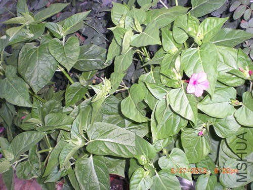 CIMG2915_����.jpg