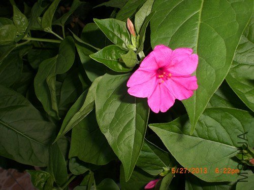 CIMG2916_����.jpg