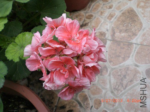 CIMG2912_����.jpg