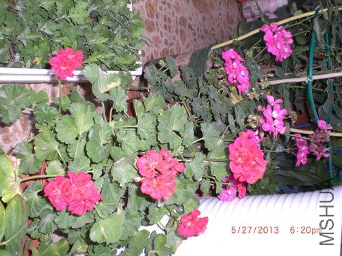 CIMG2913_����.jpg