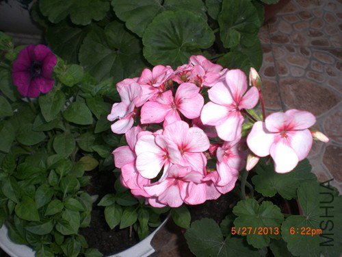 CIMG2917_����.jpg