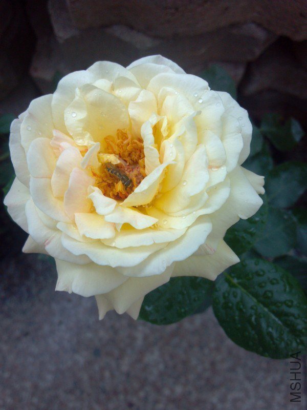 QQͼƬ20130527213038.jpg