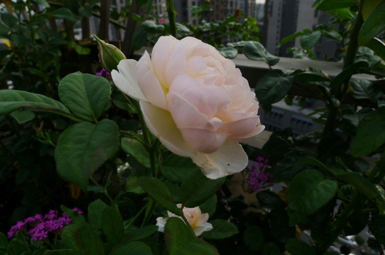 P1140675.JPG