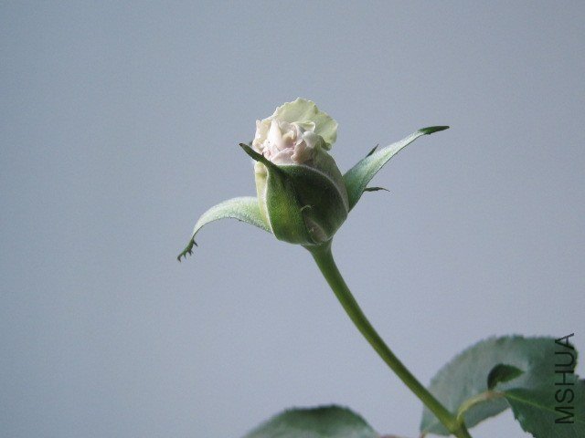 IMG_3972.jpg