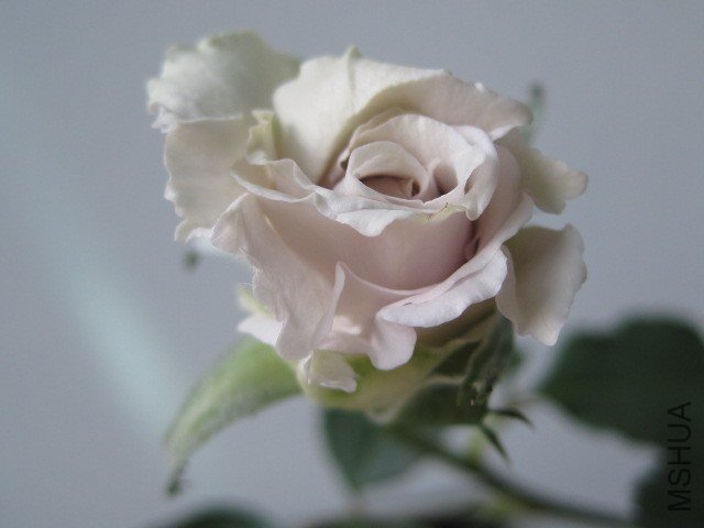 IMG_3982.jpg