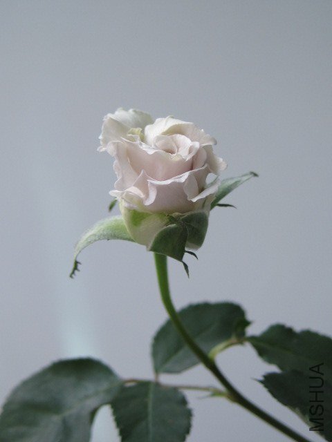 IMG_3985.jpg