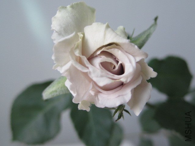 IMG_3989.jpg