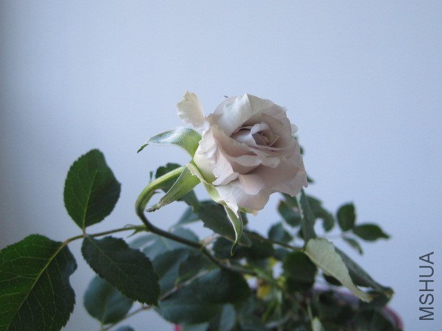 IMG_3993.jpg