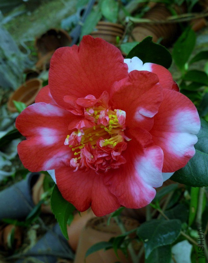 P2020725.jpg