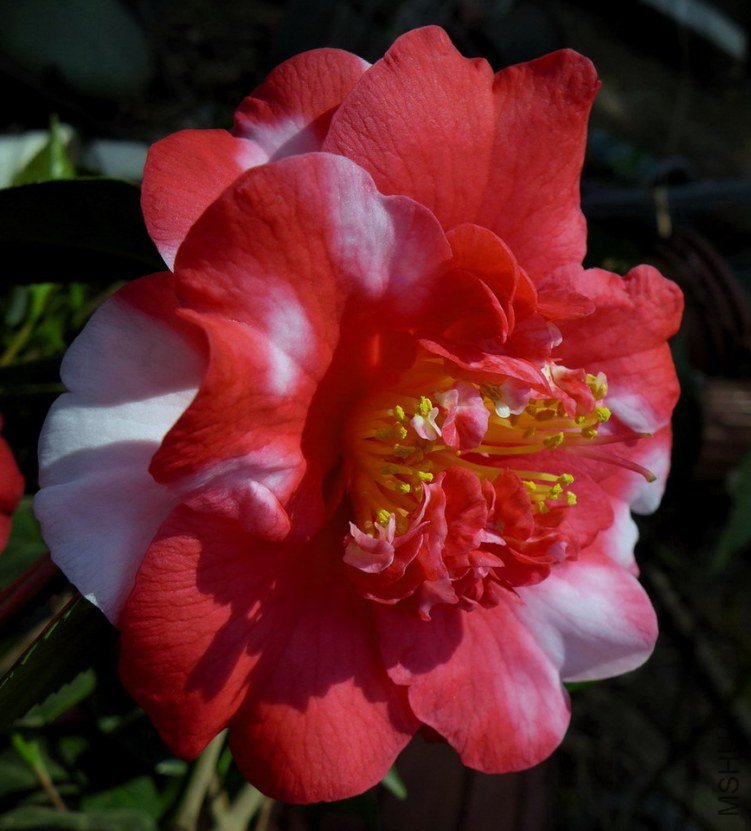 P1010417.jpg
