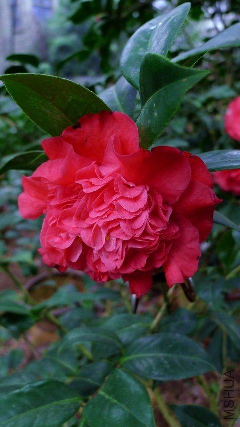 P1850040.jpg