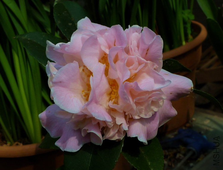 P1810311.jpg