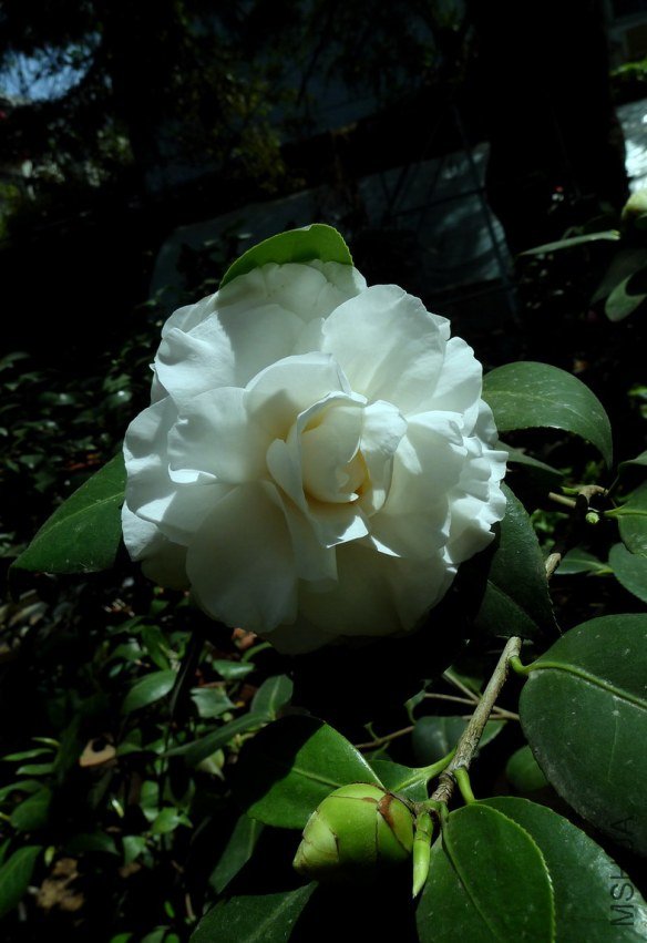 P2080121.jpg