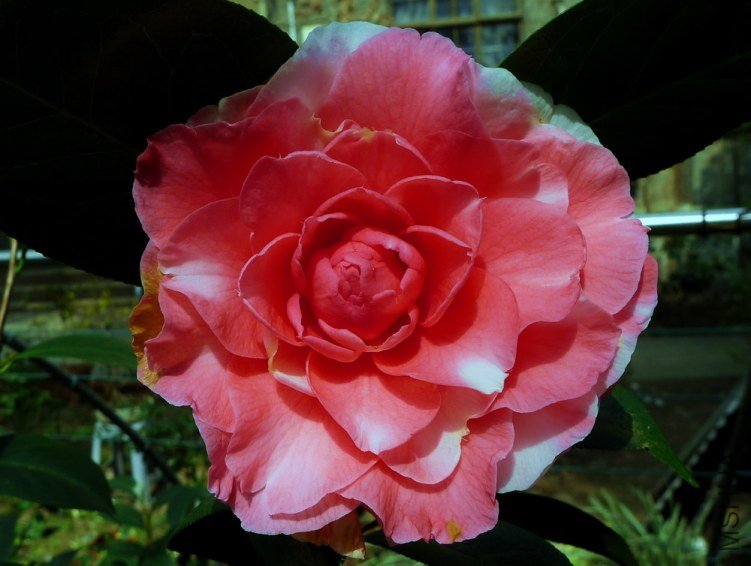 P1810238.jpg