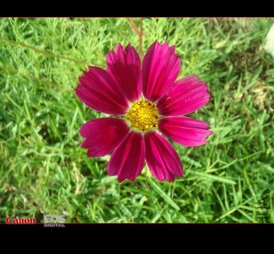 DSC08436 (550x413).jpg