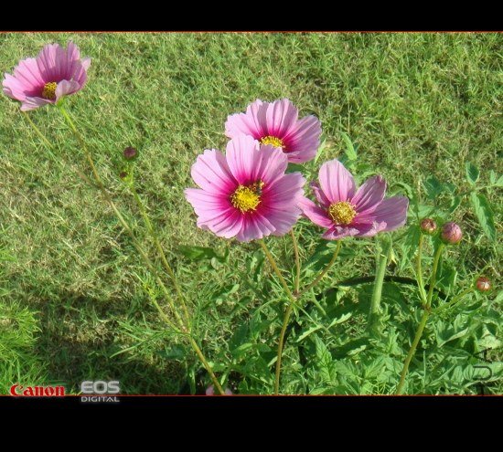 DSC08443 (550x398).jpg