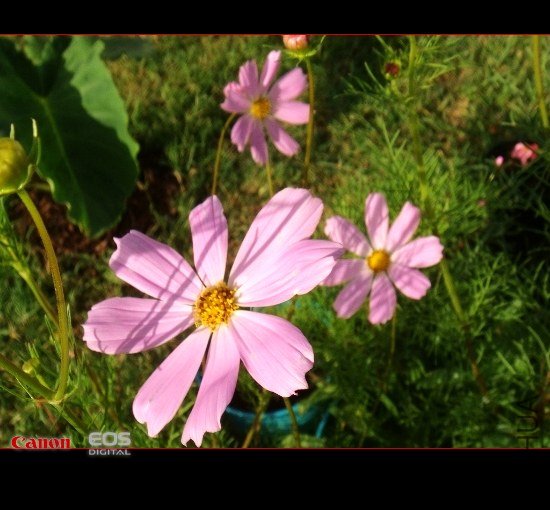 DSC08444 (550x413).jpg