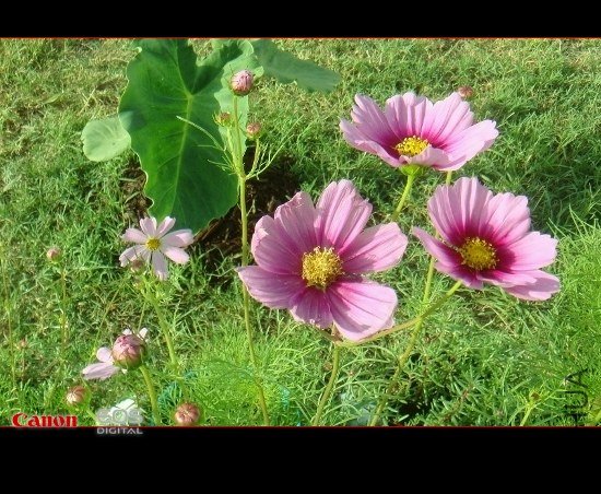 DSC08445 (550x355).jpg