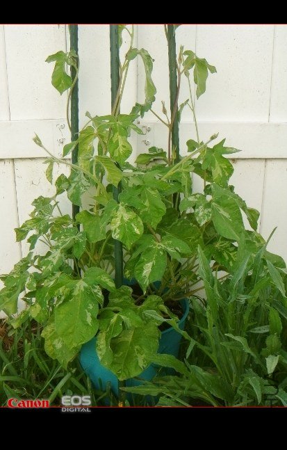 DSC08448 (413x550).jpg