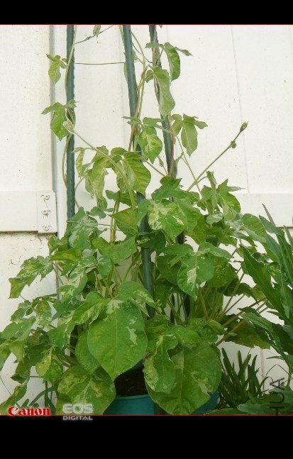 DSC08449 (413x550).jpg