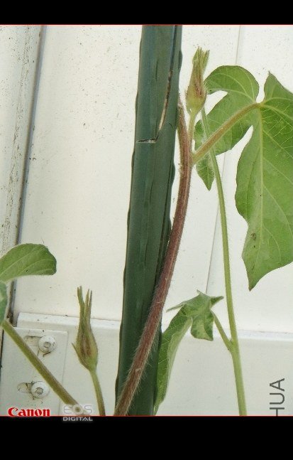 DSC08450 (413x550).jpg