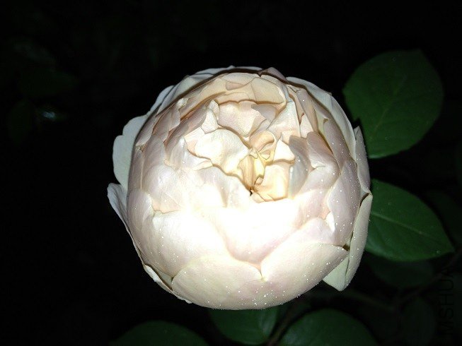 IMG_8383.JPG