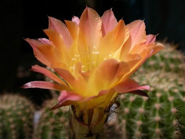 DSCN7146.JPG