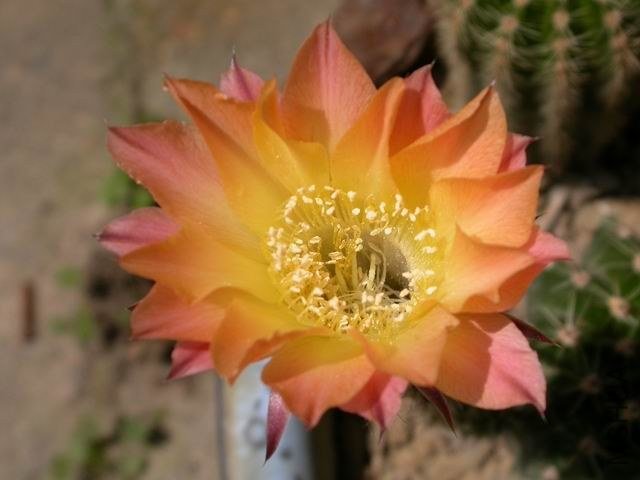 DSCN7154.JPG