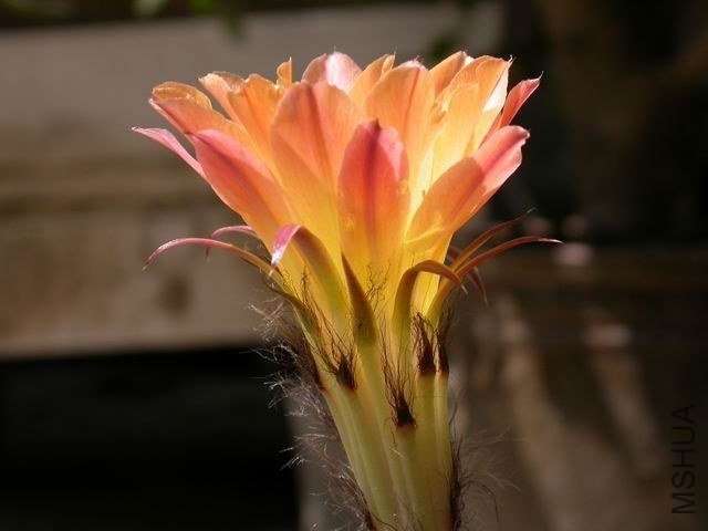 DSCN7158.JPG