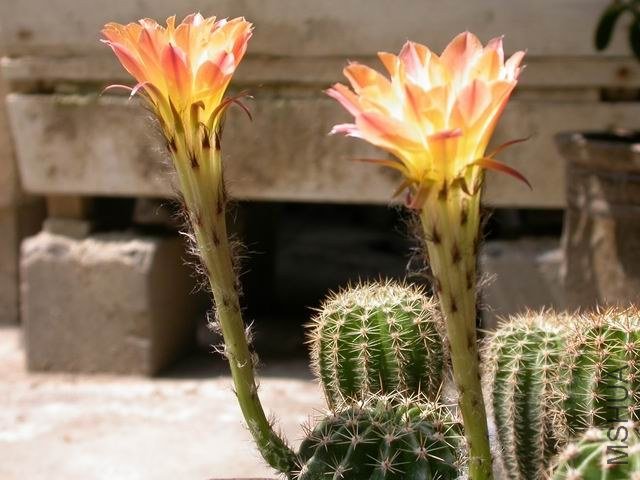 DSCN7159.JPG