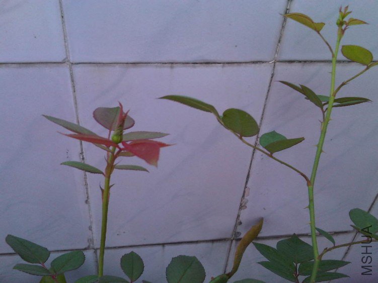IMG05828-20130528-0706.jpg