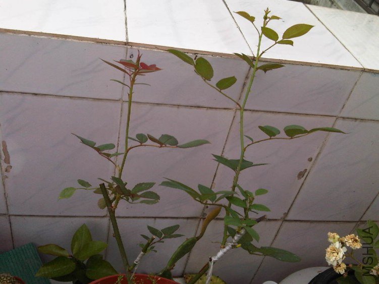 IMG05829-20130528-0706.jpg