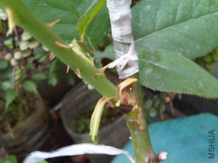 IMG05830-20130528-0709.jpg