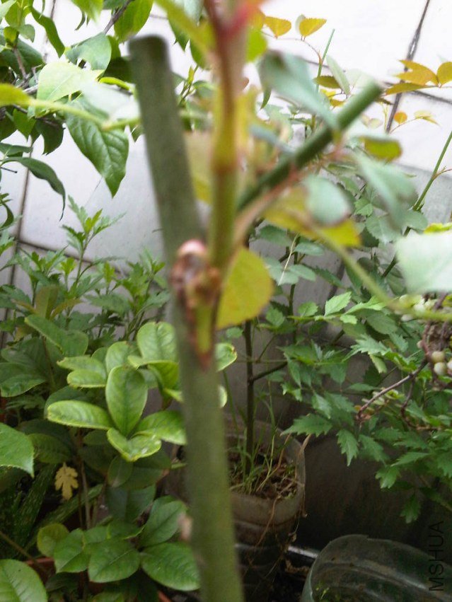 IMG05832-20130528-0709.jpg