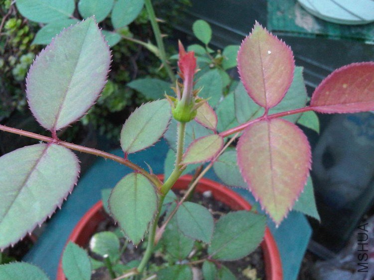 IMG05841-20130528-0756.jpg