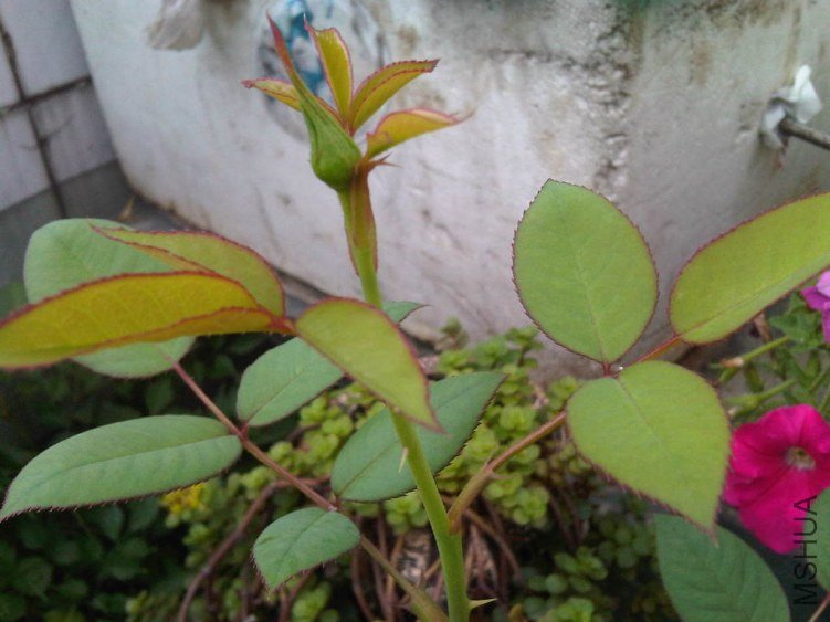 IMG05842-20130528-0756.jpg