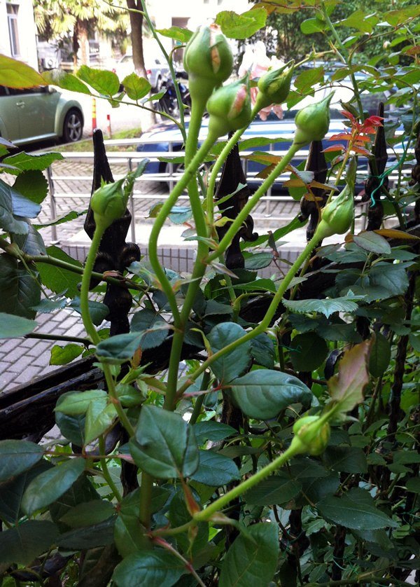 �ǲ�����20130529.jpg