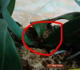 ���Ǵ�ĸ���Ϸ��������