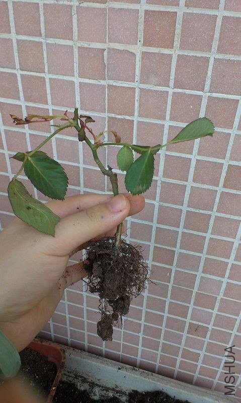 IMAG0337.jpg