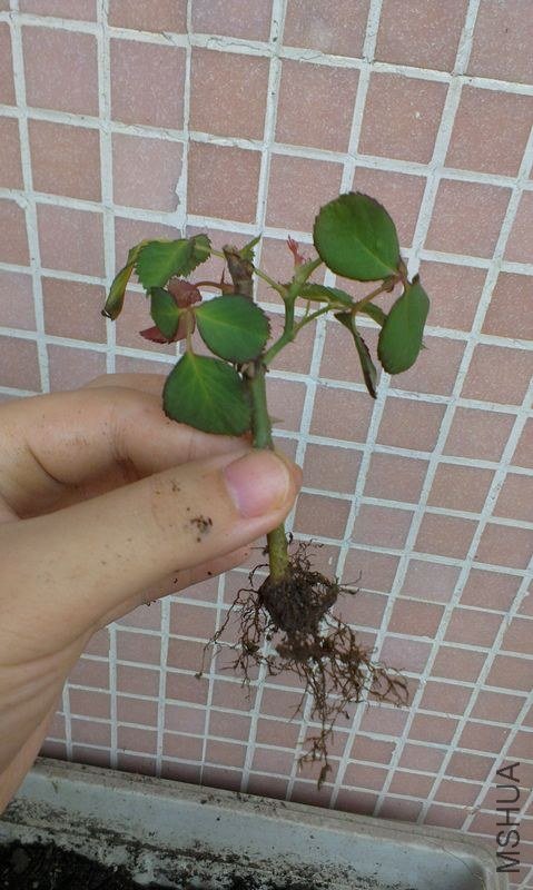 IMAG0338.jpg