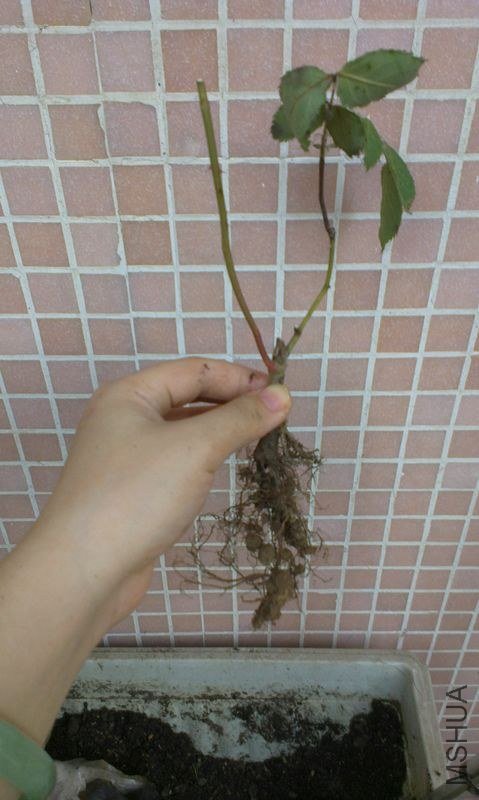 IMAG0339.jpg