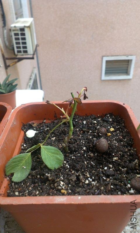 IMAG0347.jpg