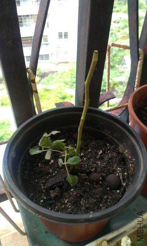 IMAG0349.jpg