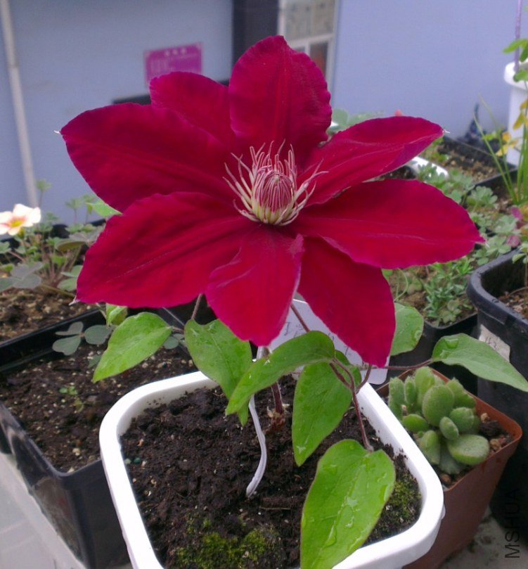 Clematis 'Rebecca'.jpg