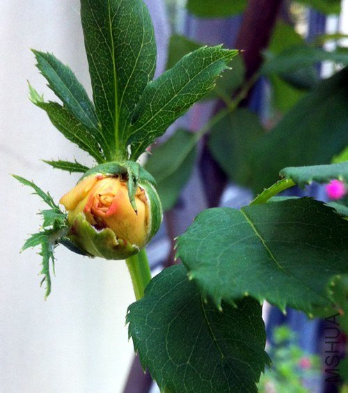 �ƽ����20130529C.jpg