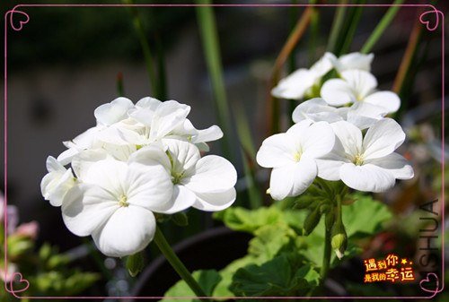 ��Ƭ 056_����.jpg